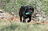LABRADOR 797